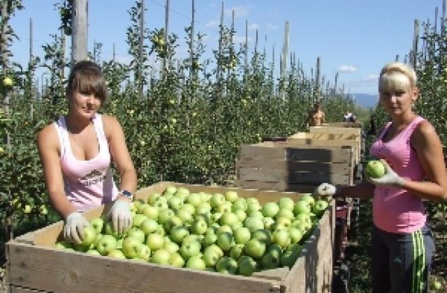 українське яблуко на світовому ринку