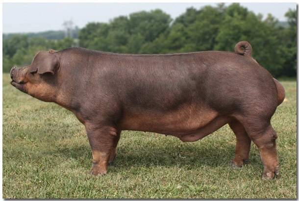 Породы свиней — список названий по алфавиту подбор по характеристикам | Новая ферма