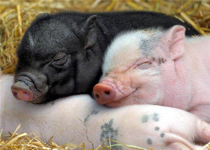 Наиболее продуктивные породы свиней для вашей фермы - Новини АПК