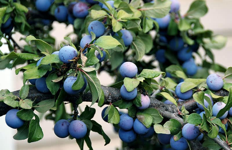 Сливовая плодожорка: как защитить сад - Новини АПК