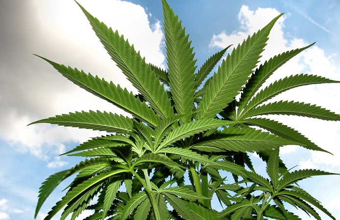 Украина будет выращивать коноплю стишок про марихуану