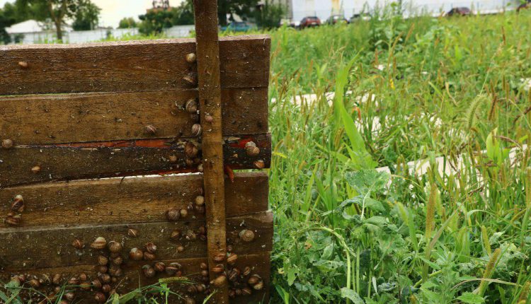 Что бы такое съесть. Фермеры на Сумщине продают пельмени с мясом улиток (ФОТО) 1