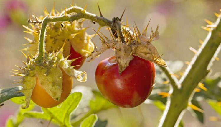Не елка, но с иголками. Новый тренд аграриев - колючие томаты (ФОТО) 5
