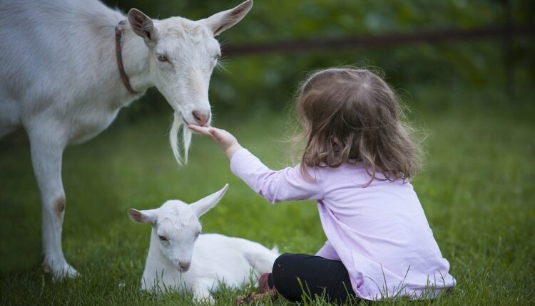 дівчинка годує козу