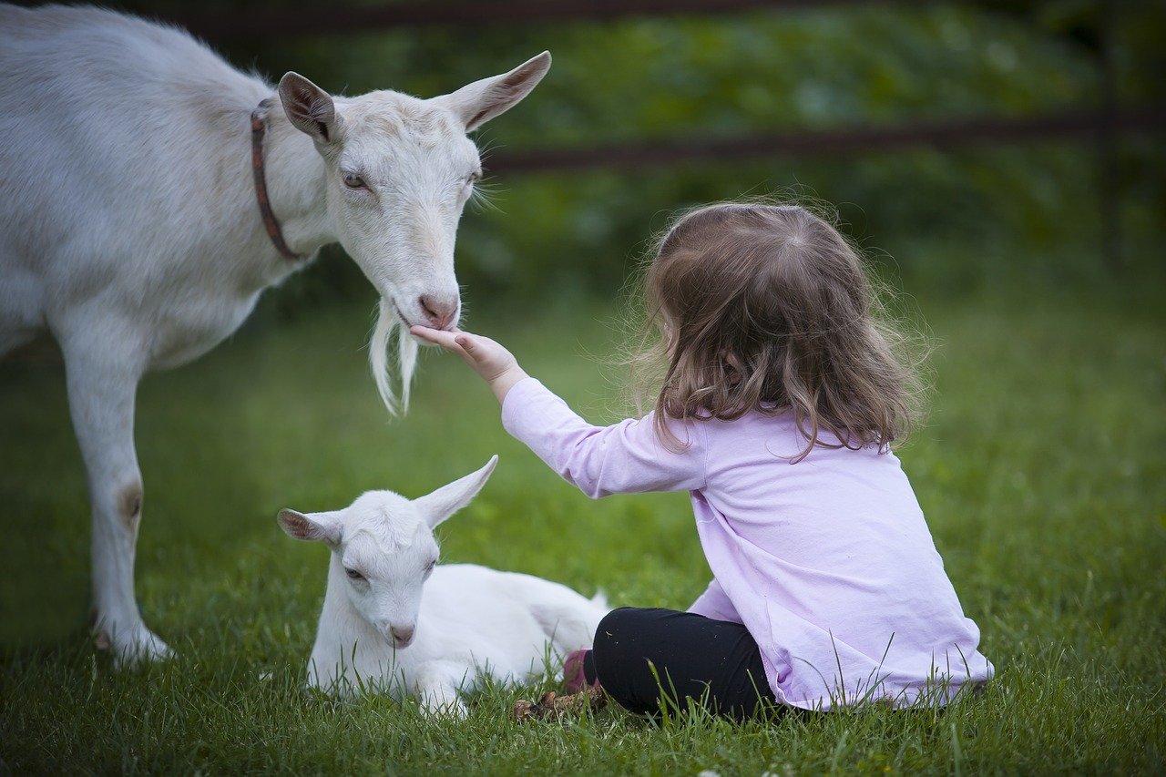 дівчинка годує козу