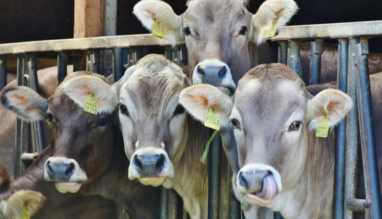 корови на фермі