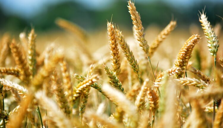 пшениця
