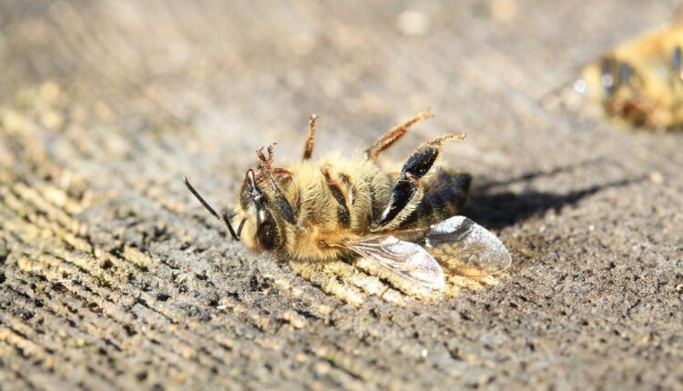 мертві бджоли