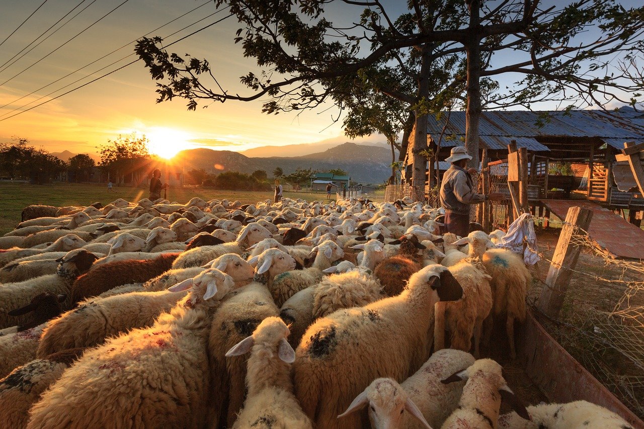 вівчар та отара овець