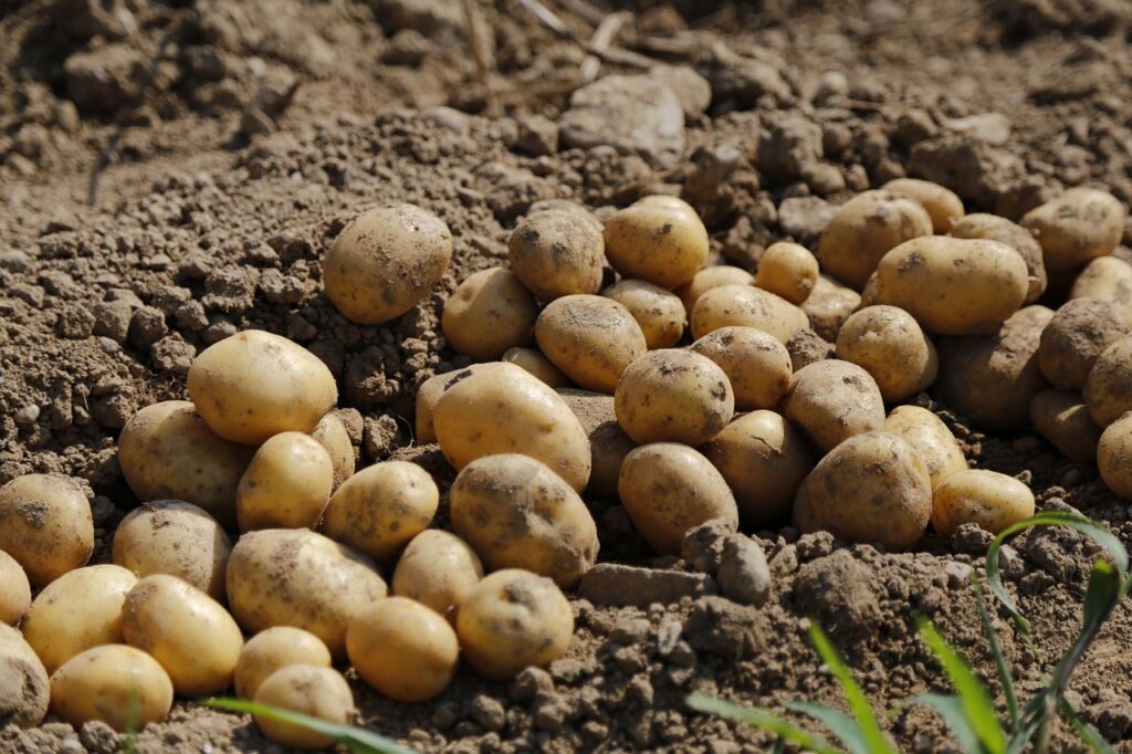 картопля на полі