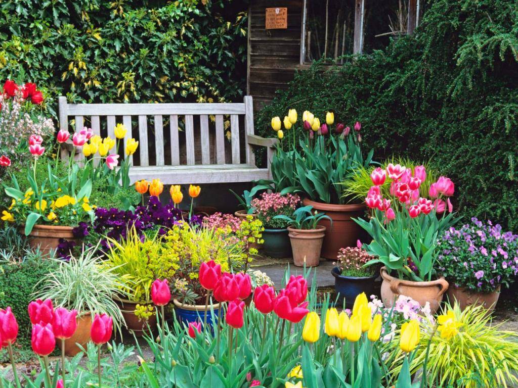 Тюльпаны в саду ландшафтный дизайн