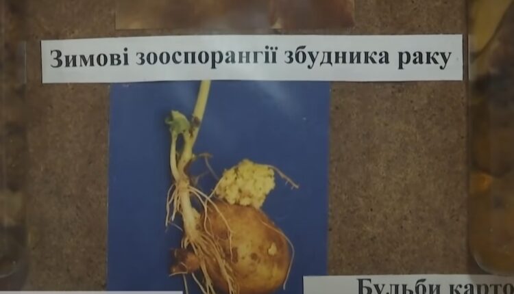 хвороби картоплі