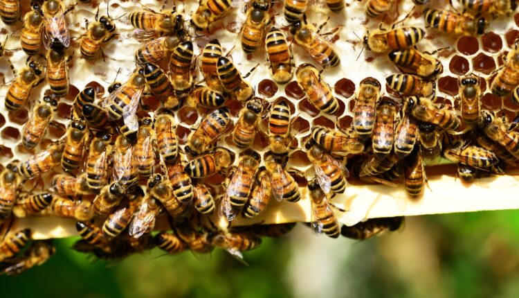 рамка з бджолами
