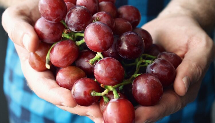 збирати виноград