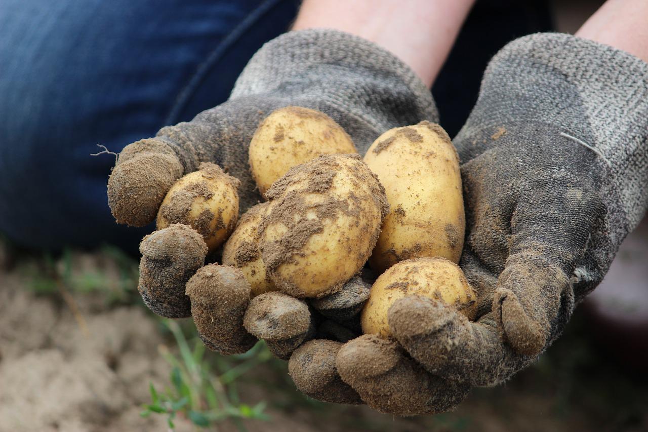 копати картоплю